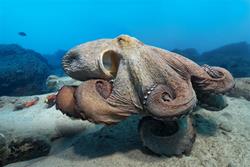 Morro Jable Dive Centre - Fuerteventura. Octopus.